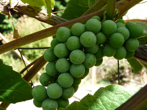 Thrips damage on grapes